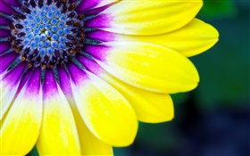 Gelbe Blütenblätter Blume Nahaufnahme, pistil HD Hintergrundbilder