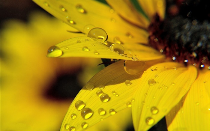 Gelbe Sonnenblume Blütenblätter Makro-Fotografie, Tau Hintergrundbilder Bilder