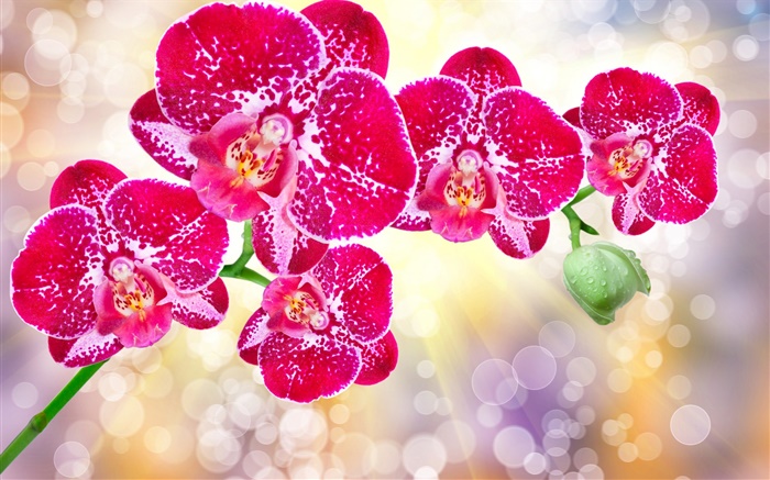 Schöne rosa Blüten, Phalaenopsis Hintergrundbilder Bilder