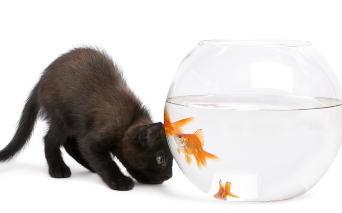 Schwarze Katze und Goldfisch Hintergrundbilder Bilder