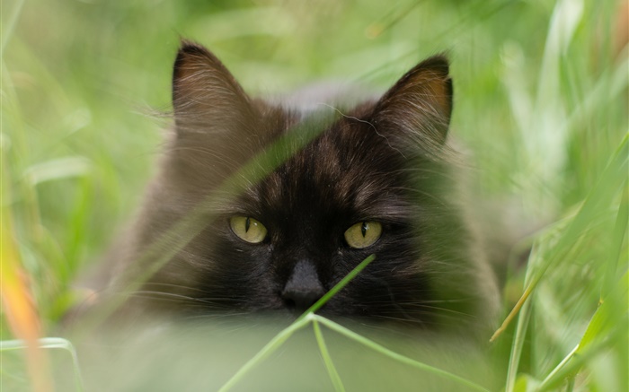Schwarze Katze Gesicht, Gras, Sommer, verschwommen Hintergrundbilder Bilder