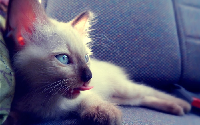 Blaue Augen Katze auf Stuhl Hintergrundbilder Bilder