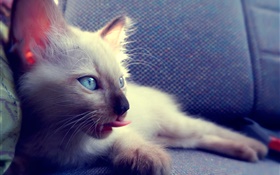 Blaue Augen Katze auf Stuhl