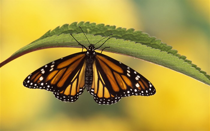 Schmetterling, grünes Blatt Hintergrundbilder Bilder