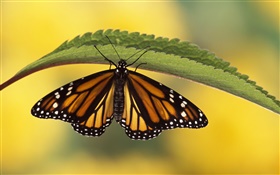 Schmetterling, grünes Blatt HD Hintergrundbilder