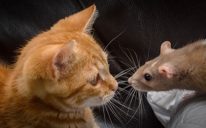 Katze und Maus von Angesicht zu Angesicht Hintergrundbilder Bilder