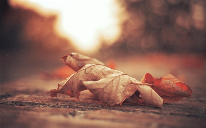 Trockene Blatt, Straße, Herbst Hintergrundbilder Bilder