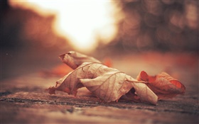 Trockene Blatt, Straße, Herbst HD Hintergrundbilder