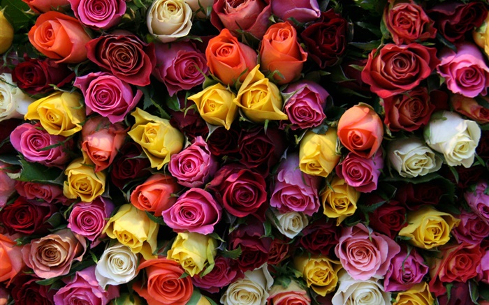 Viele Rosen, verschiedene Farben Hintergrundbilder Bilder