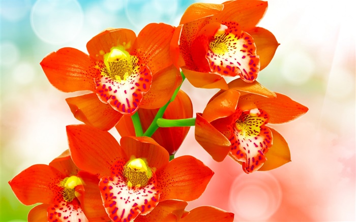 Orange Blütenblätter Orchidee Hintergrundbilder Bilder
