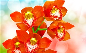Orange Blütenblätter Orchidee HD Hintergrundbilder