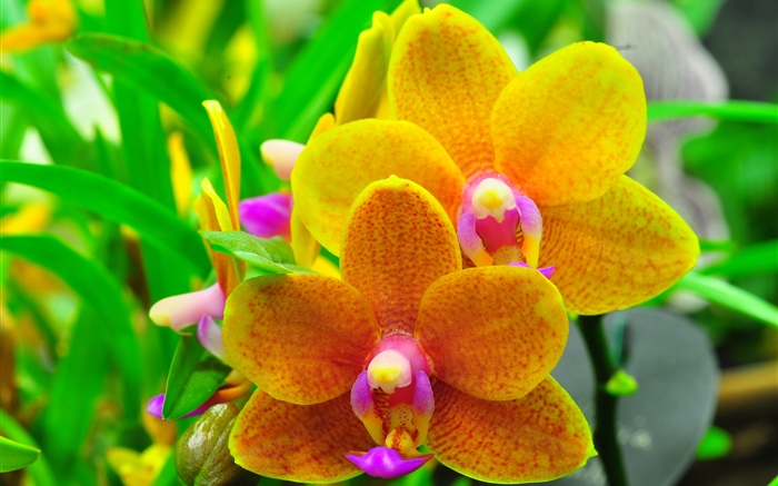 Orange Phalaenopsis, Orchidee, Blätter Hintergrundbilder Bilder