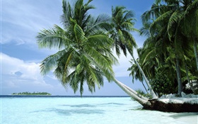 Palmen, Meer, Küste HD Hintergrundbilder