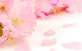 Rosa Apfelblüten Nahaufnahme HD Hintergrundbilder