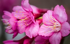Rosa Blumen Makro-Fotografie, pistil HD Hintergrundbilder