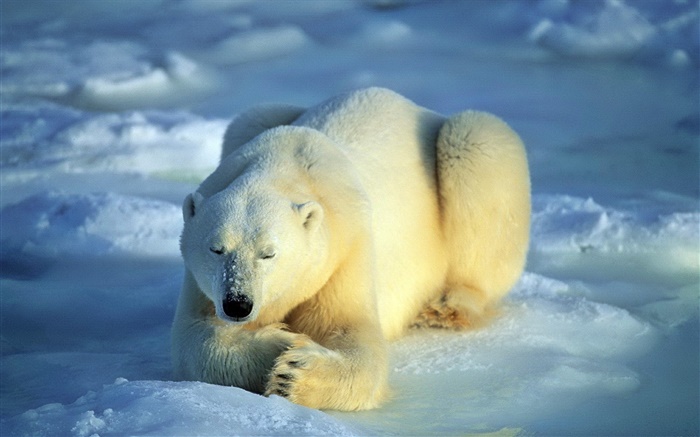 Eisbär im Schlafen Hintergrundbilder Bilder