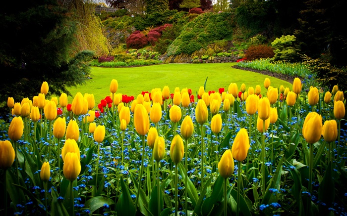Königin Elizabeth Park, Kanada, gelbe Tulpen, Rasen Hintergrundbilder Bilder
