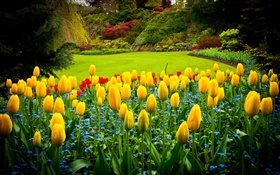 Königin Elizabeth Park, Kanada, gelbe Tulpen, Rasen HD Hintergrundbilder