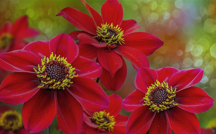 Rote Blumen Makro-Fotografie, Blütenblätter, Stempel Hintergrundbilder Bilder
