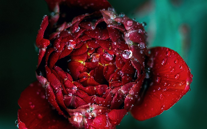 Rote Rose Blume Nahaufnahme, Tau Hintergrundbilder Bilder