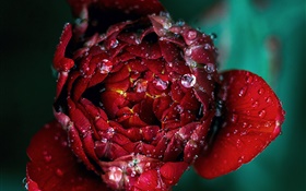 Rote Rose Blume Nahaufnahme, Tau