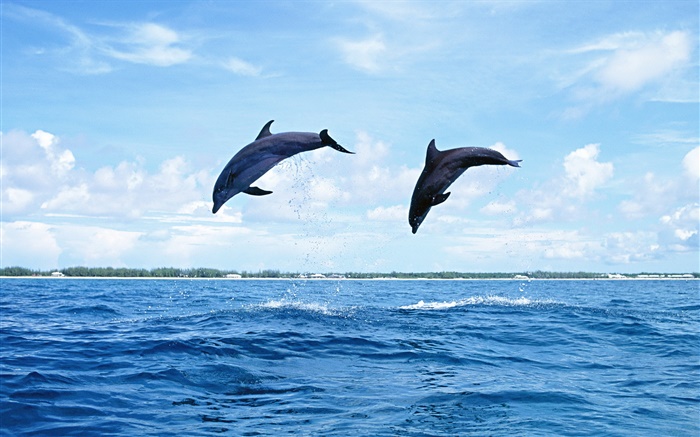 Seetiere, Delphine, Springen Hintergrundbilder Bilder
