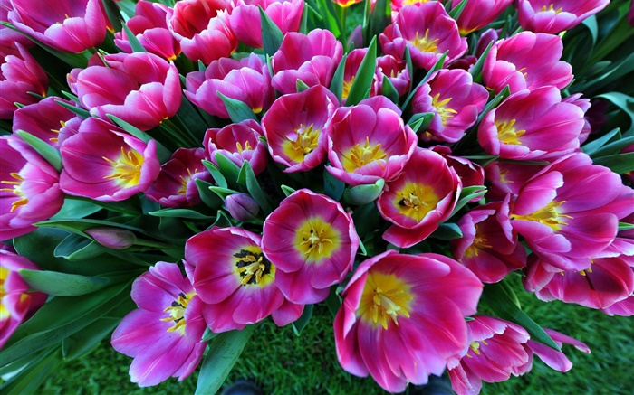 Frühlingsblumen, lila Tulpen Hintergrundbilder Bilder