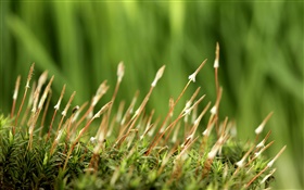Frühling, Gras, grüner Hintergrund HD Hintergrundbilder