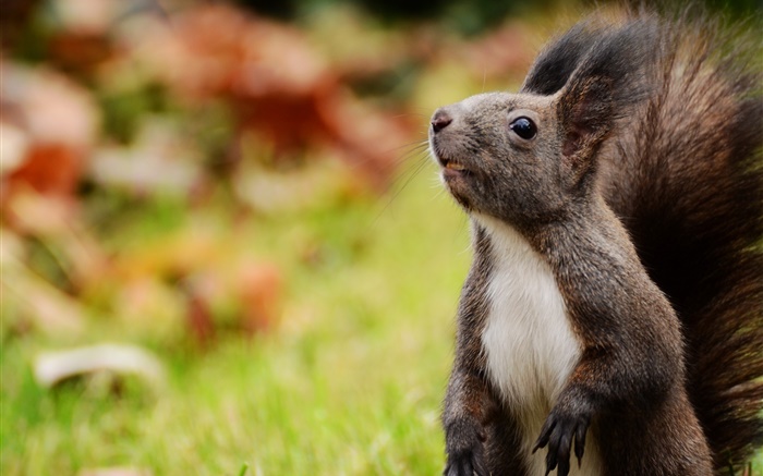 Eichhörnchen blicken auf, Bokeh Hintergrundbilder Bilder