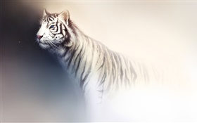 Weiße Tiger-Aquarellmalerei HD Hintergrundbilder