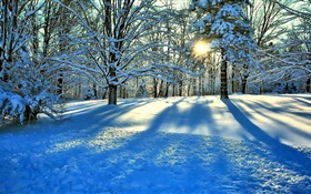 Winter, Schnee, Bäume, Sonnenstrahlen HD Hintergrundbilder