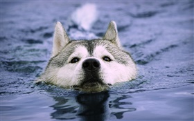 Wolf im Wasser schwimmen