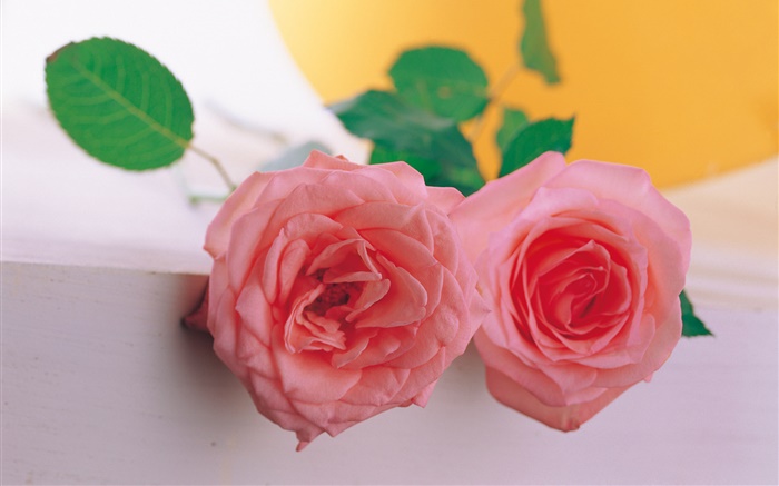 Ein Paar rosa Rose Hintergrundbilder Bilder