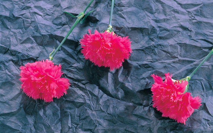 Nelken, rosa Blüten Hintergrundbilder Bilder