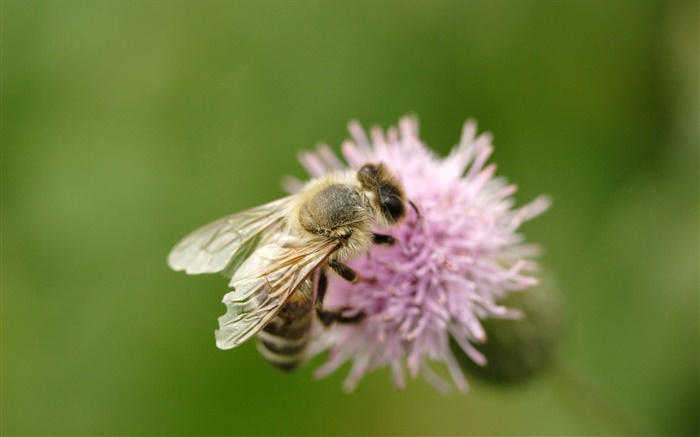 Insekt Biene Nahaufnahme, rosa Blume Hintergrundbilder Bilder