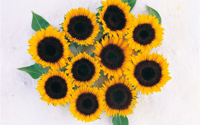Viele Sonnenblumen Hintergrundbilder Bilder