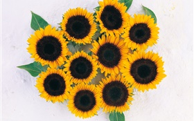 Viele Sonnenblumen HD Hintergrundbilder
