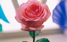 Eine rosa Rose HD Hintergrundbilder