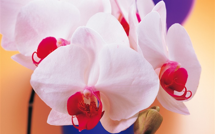Phalaenopsis weiße Blütenblätter Hintergrundbilder Bilder