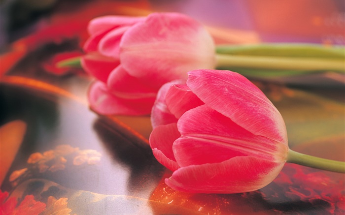 Rosa Tulpen, Blume Nahaufnahme Hintergrundbilder Bilder