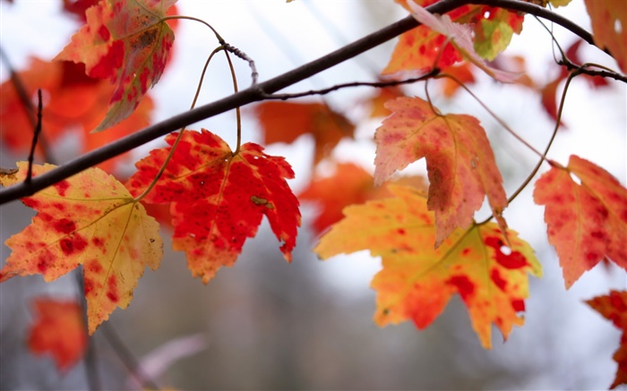 Rote Blätter, Zweige, Herbst Hintergrundbilder Bilder