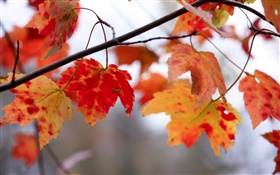 Rote Blätter, Zweige, Herbst HD Hintergrundbilder