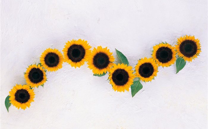 Sonnenblumen, weißer Hintergrund Hintergrundbilder Bilder