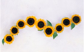 Sonnenblumen, weißer Hintergrund HD Hintergrundbilder