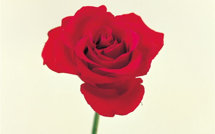 Eine rote Rose Hintergrundbilder Bilder