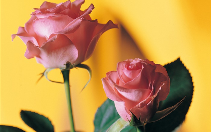 Rosa Rose, gelber Hintergrund Hintergrundbilder Bilder