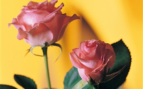 Rosa Rose, gelber Hintergrund HD Hintergrundbilder
