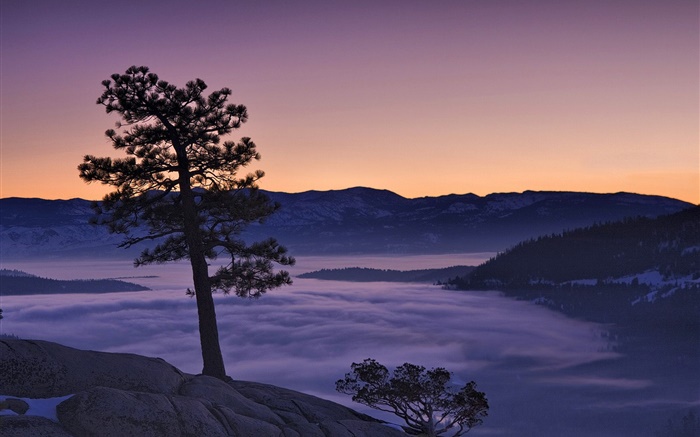 Baum, Nebel, Berge, Morgendämmerung Hintergrundbilder Bilder