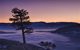 Baum, Nebel, Berge, Morgendämmerung HD Hintergrundbilder
