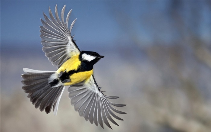 Chickadee Flug, Flügel Hintergrundbilder Bilder